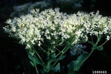 Hoary cress flower