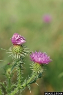 bull thistle flower