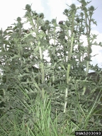 bull thistle plant
