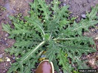 bull thistle rosette