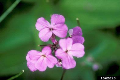 dames rocket flower