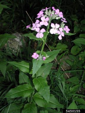 dames rocket plant