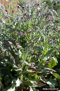 houndstongue plant