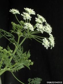 poison hemlock flower