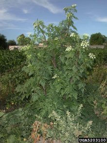 poison hemlock plant