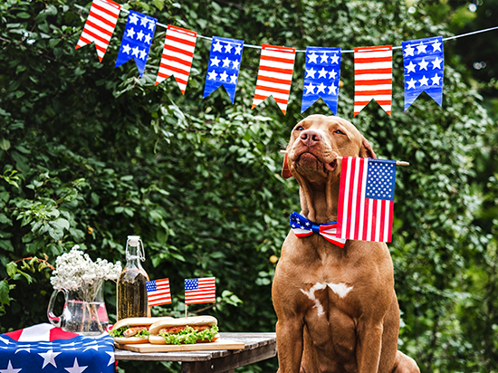 Lovely, pretty brown dog celebrating Independence Day with two delicious hotdogs.