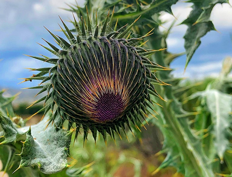 A bull thistle near the Colorado River in Silt, Colorado.