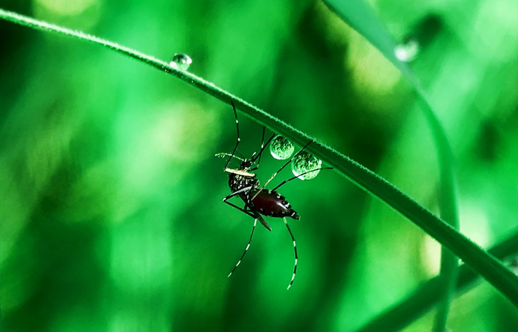 Mosquitoes are sitting on the grass in the morning . Aedes aegypti.