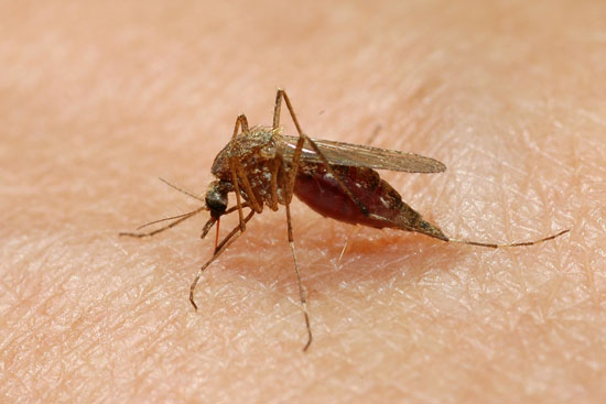 west nile virus mosquito