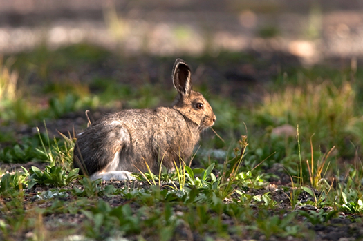 rabbit with tularemia