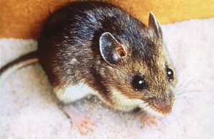 deer mouse