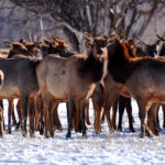 BLM announces seasonal closures to protect wintering wildlife