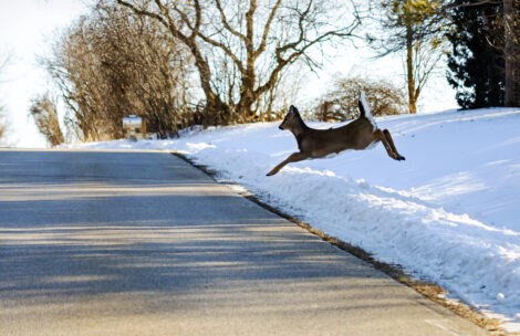 A deer jumps out onto a rural roadway in front of an oncoming vehicle.