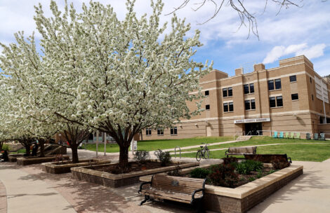 White crabapple blossoms bloom in front of the Garfield County Sheriff's Office in Glenwood Springs, Colorado.