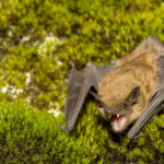 How to avoid the risk of rabies from bats