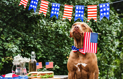 Lovely, pretty brown dog celebrating Independence Day with two delicious hot dogs.