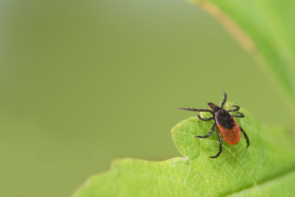 Tick talk: What you need to know about this season’s ticks