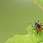 CDPHE asks citizens to mail ticks for study