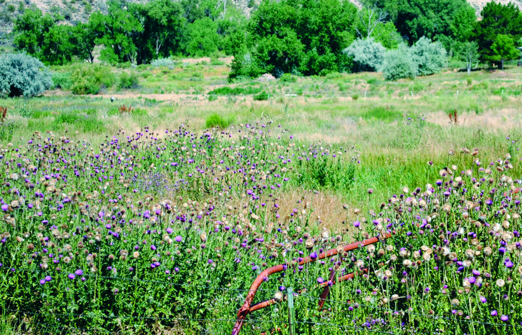 Three openings on the Noxious Weed Advisory Board