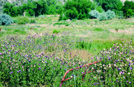 Thistles grow in a field in Garfield County.