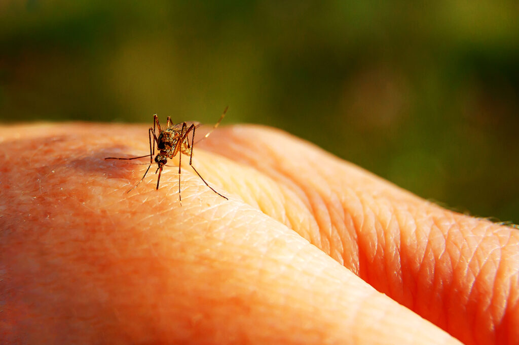 West Nile virus detected in Garfield County mosquitoes