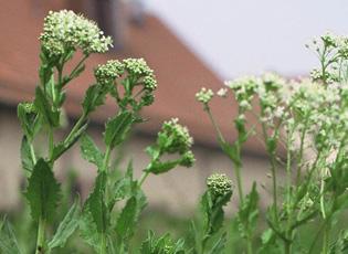 garfield county weeds