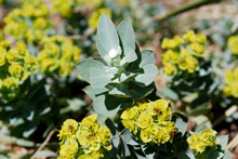 Myrtle Spurge
