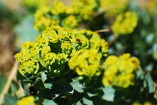 Myrtle Spurge