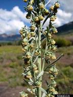 Wormwood Flower Spike