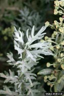 Wormwood sage leaves