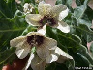 black henbane flower