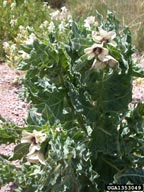 black henbane plant
