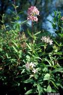 bouncingbet plant