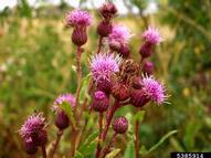 canada thistle flower