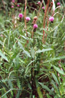 canada thistle plant