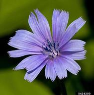 chicory flower