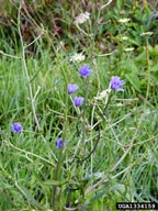 chicory plant