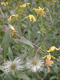 Chinese Clematis