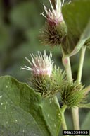 common burdock bur bracts