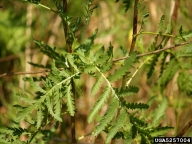 common tansy leaf
