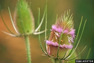 common teasel flower