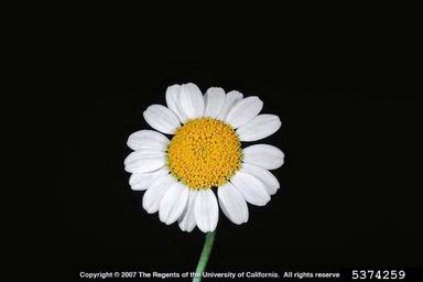 corn chamomile flower