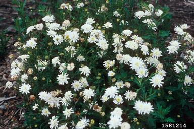 corn chamomile plant