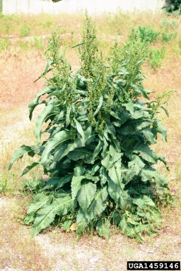 curly dock plant