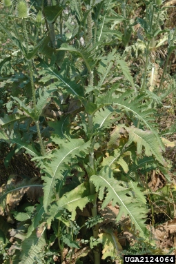 cutleaf teasel leaves