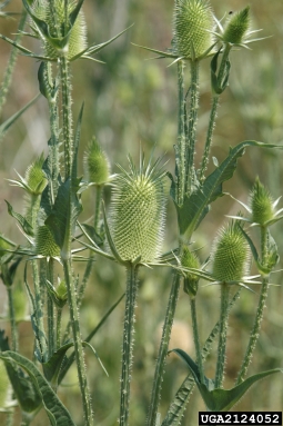 cutleaf teasel plant