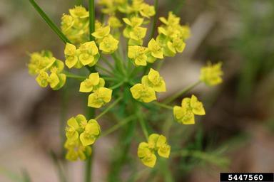 cypress spurge flower