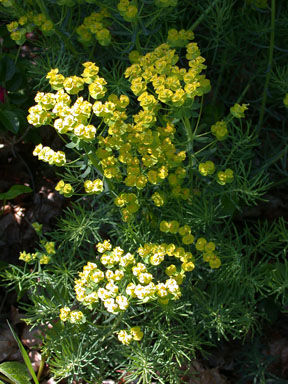 cypress spurge plant