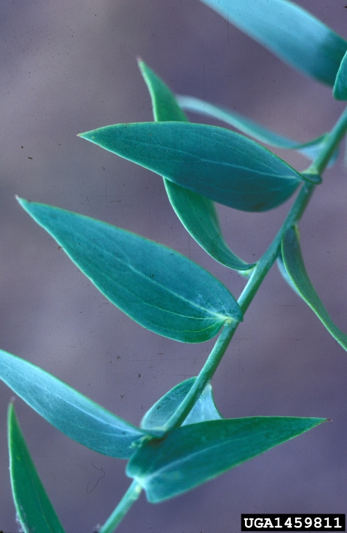 dalmatian toadflax leaf