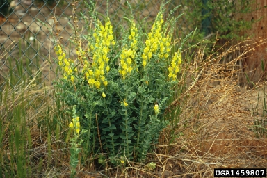 dalmatian toadflax plant